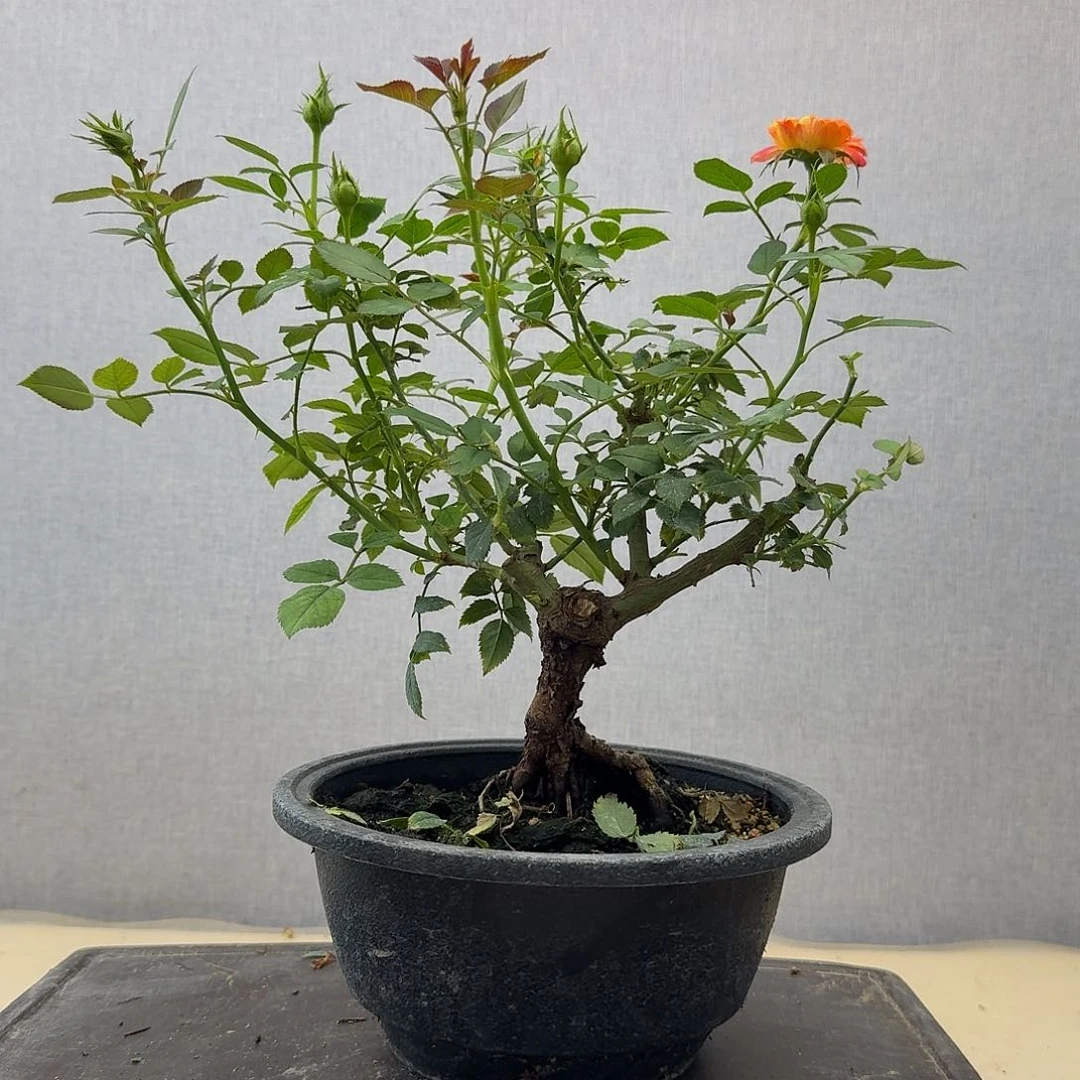 完全开放8888888888888888