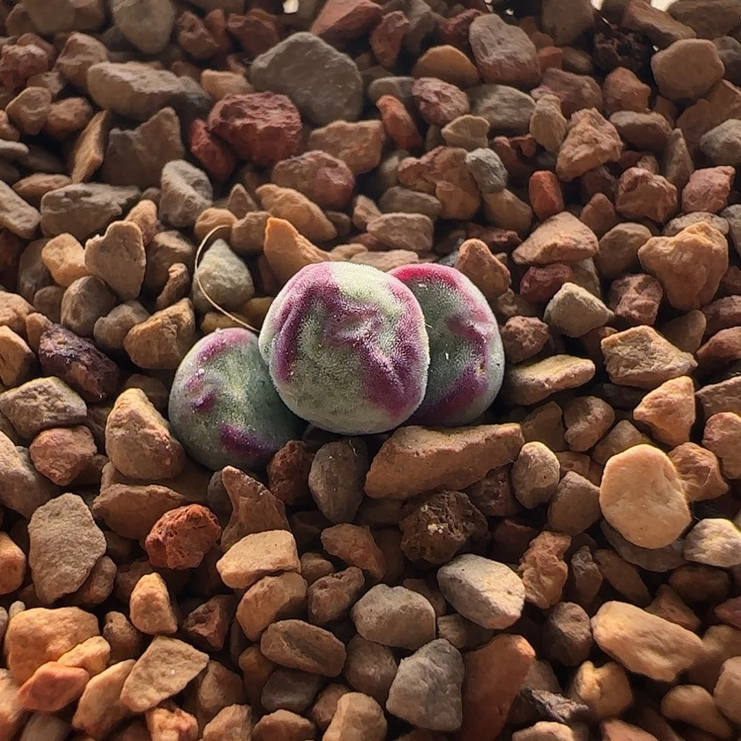 无花朵将杂交………….