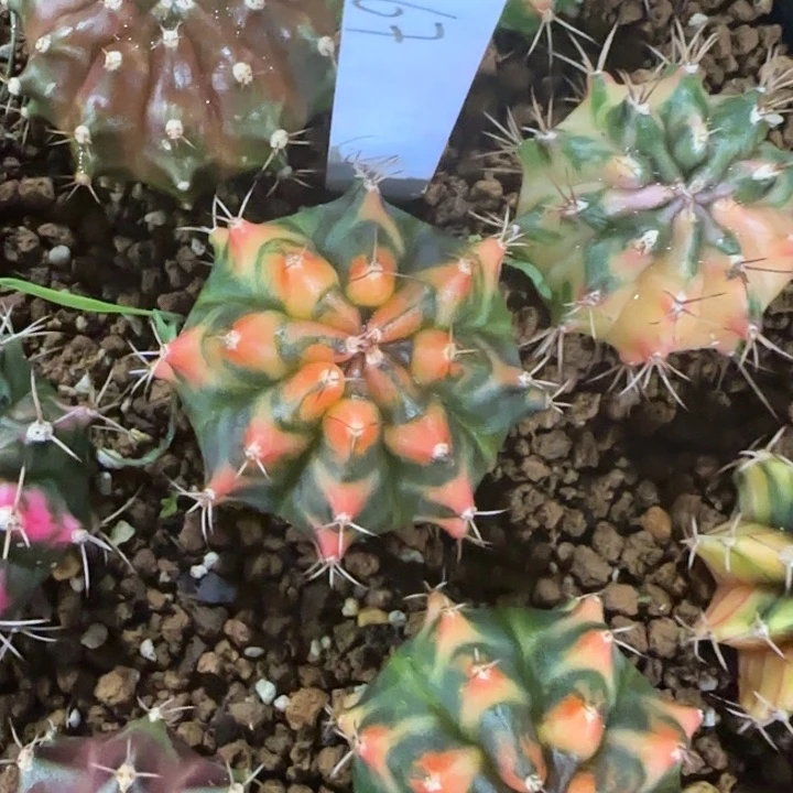 267-0117泰国发货多肉