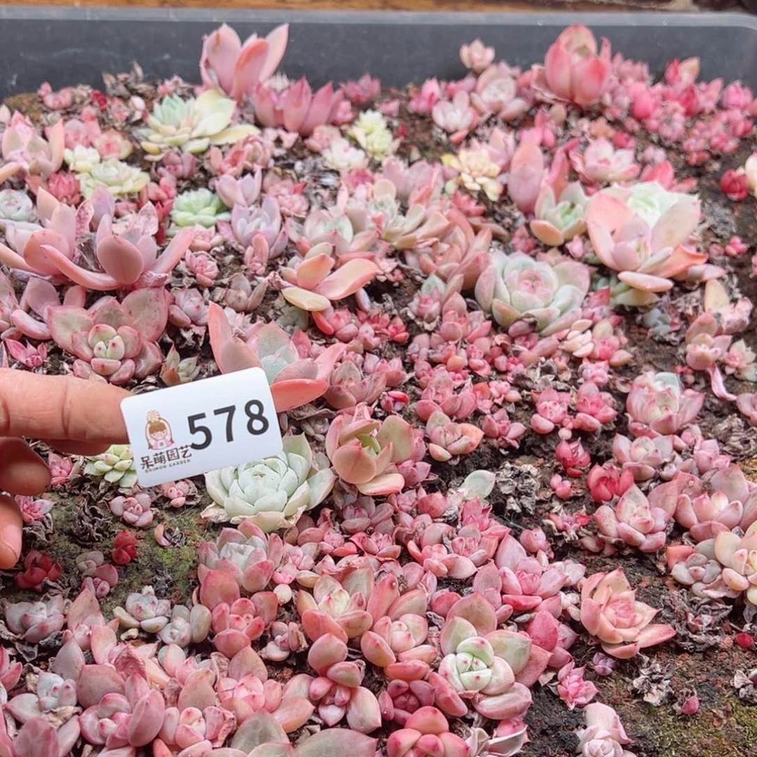 多肉植物多肉植物