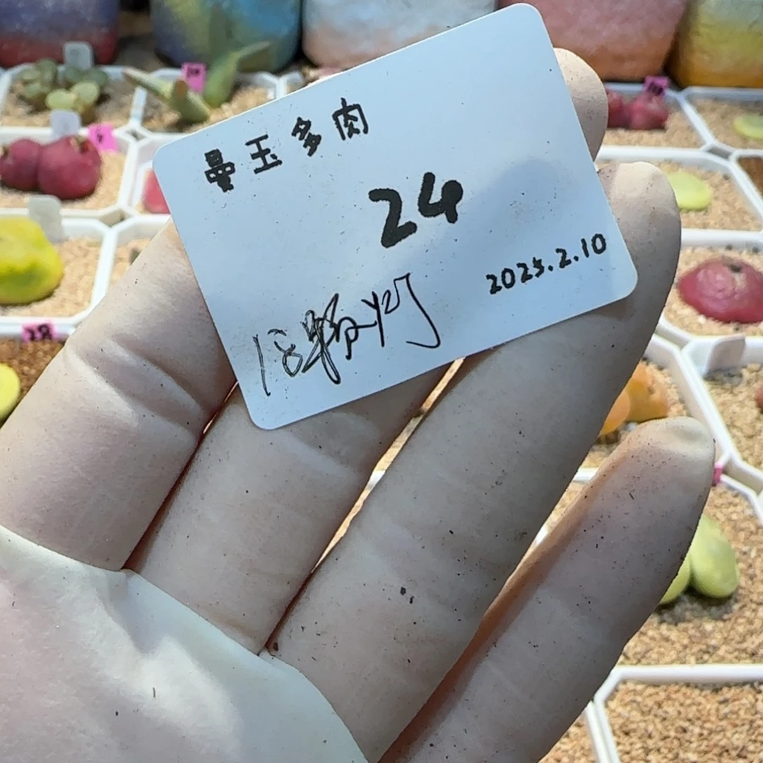 叼*多肉多肉多肉2.10-024