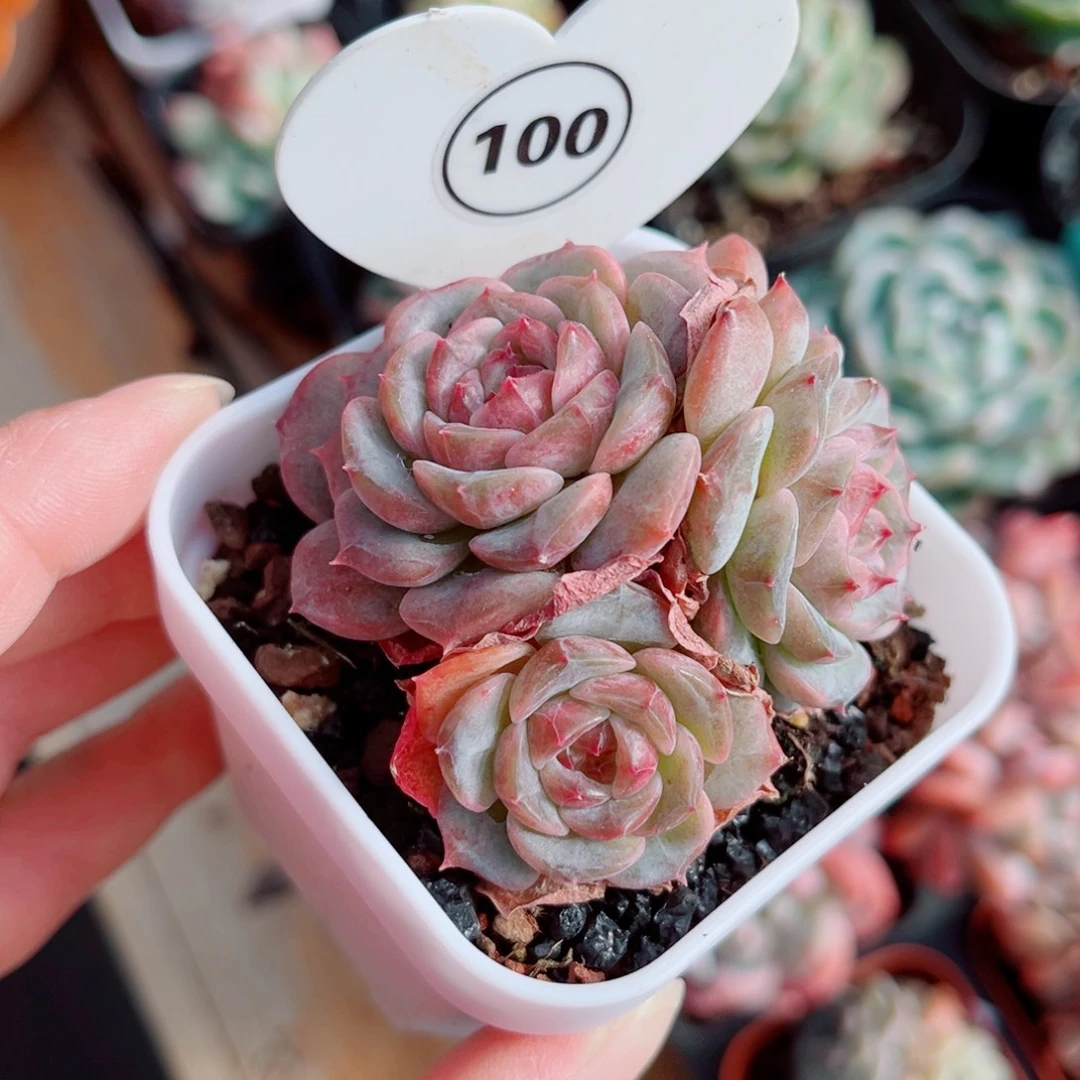 100号小老桩糖心群