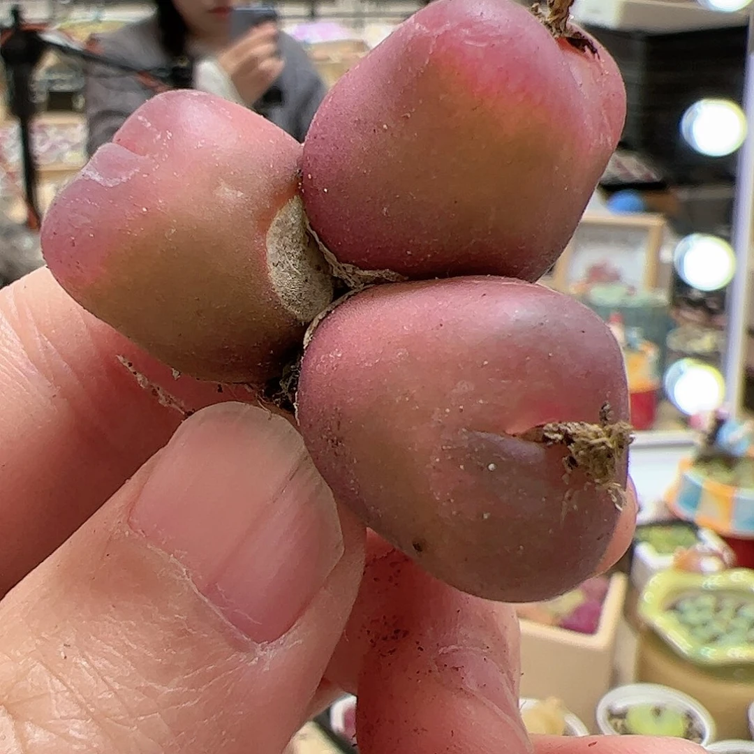 【闪购商品】199 福利吕氏