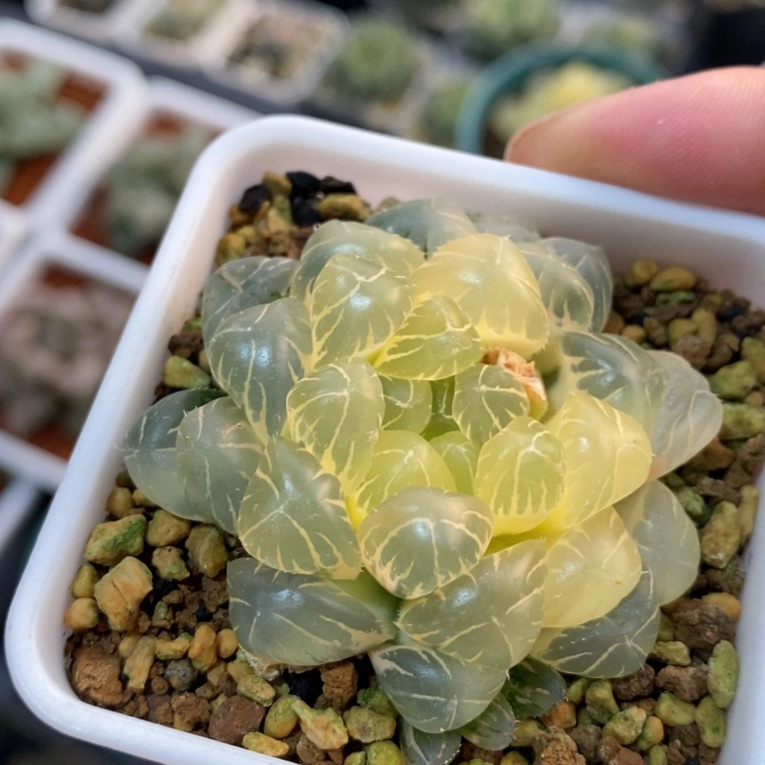 一颗糊斑湖水玉露锦 新年福利