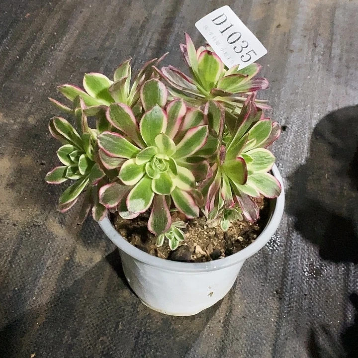 1035孔雀翎多肉母本无售后