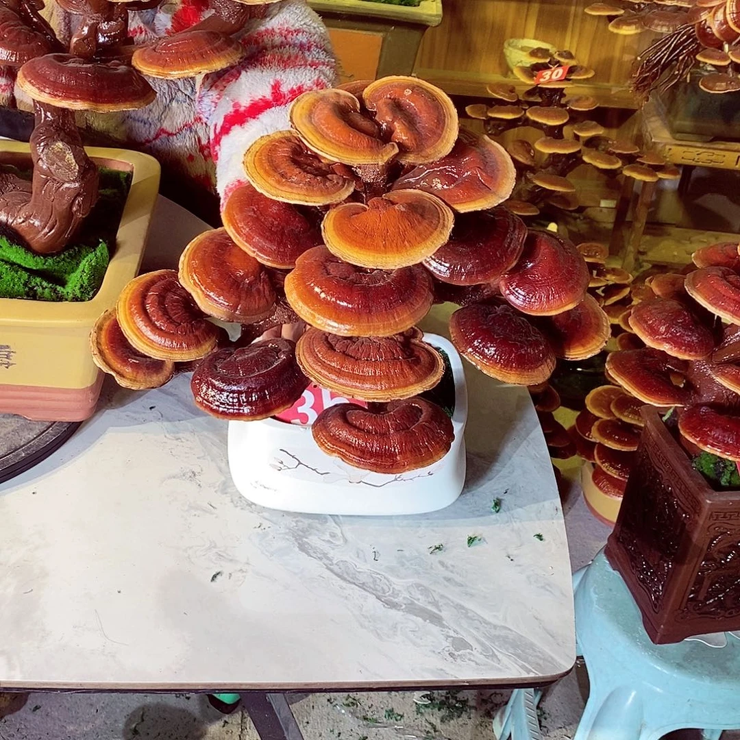 G***e无花朵发财树发财树发财树