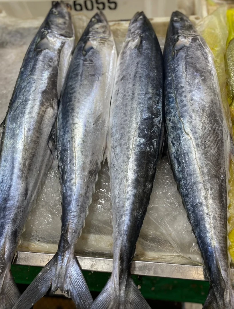 【听清楚下单】称重鲅鱼-顺丰发货