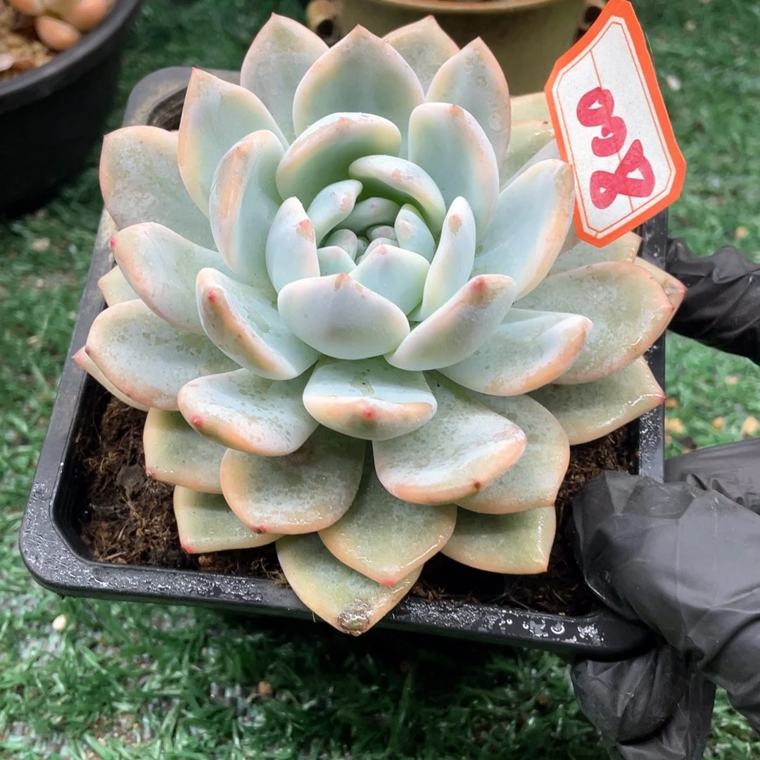 008 一物一拍28包邮非偏远