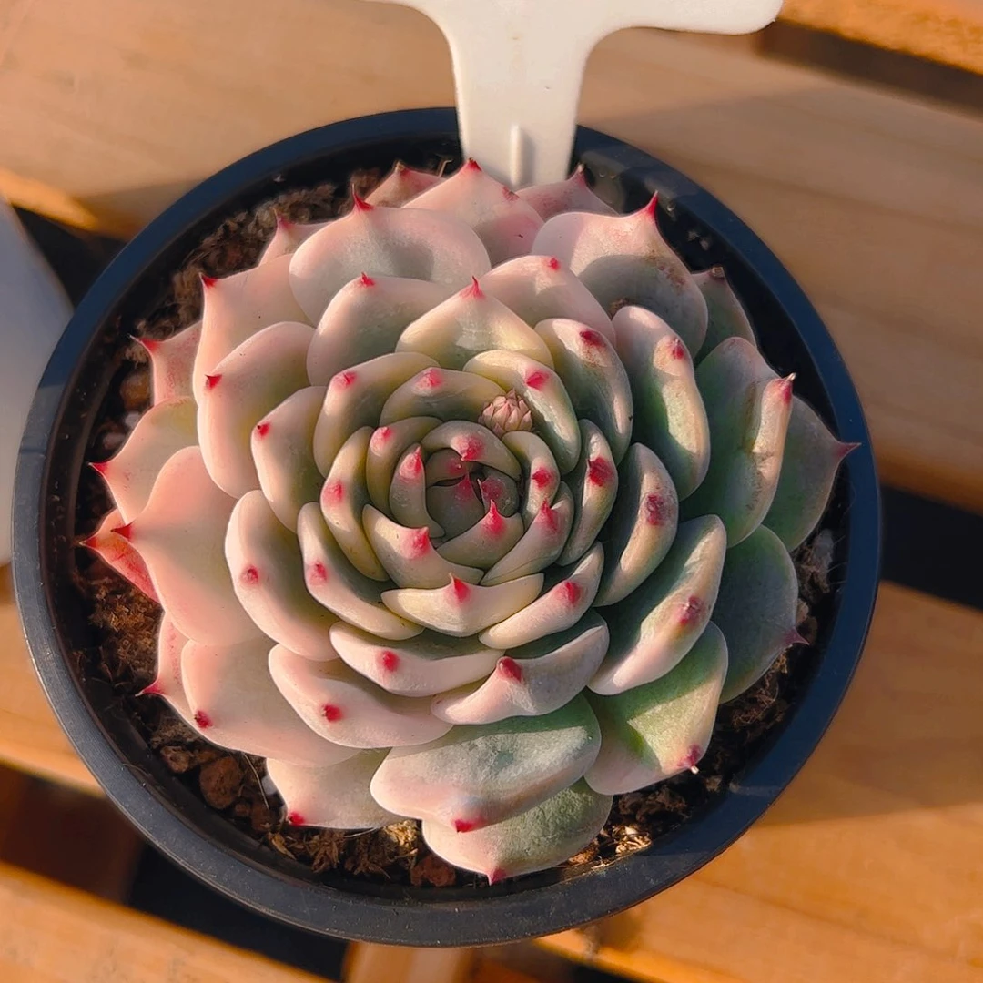 小***菊吉娃娃锦5023号一物一拍