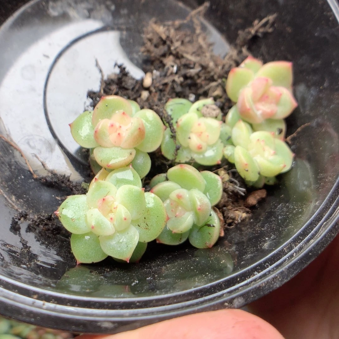 放***呗无花朵x23英语英语英语英语英语英语