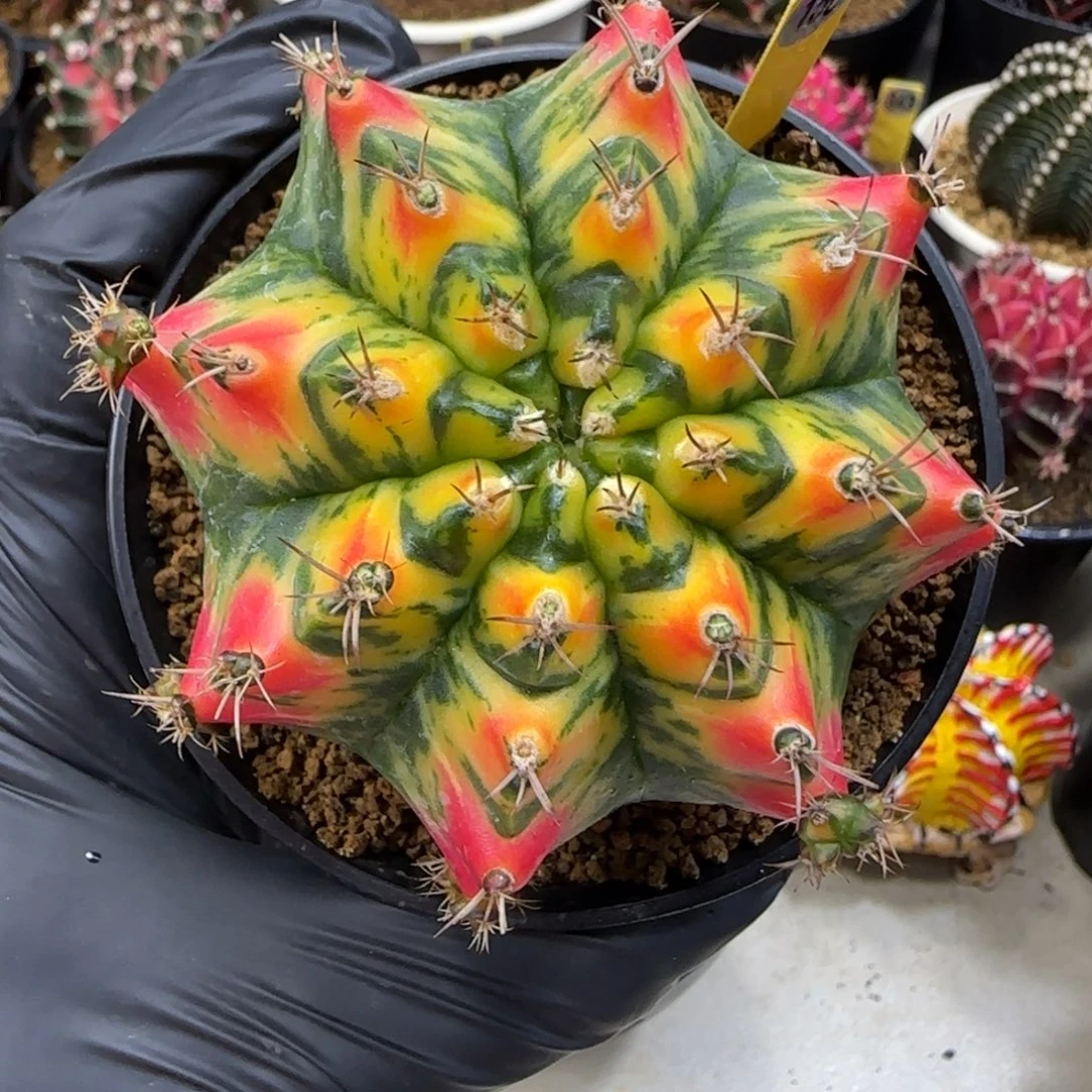 150号泰系名品侧芽大T3