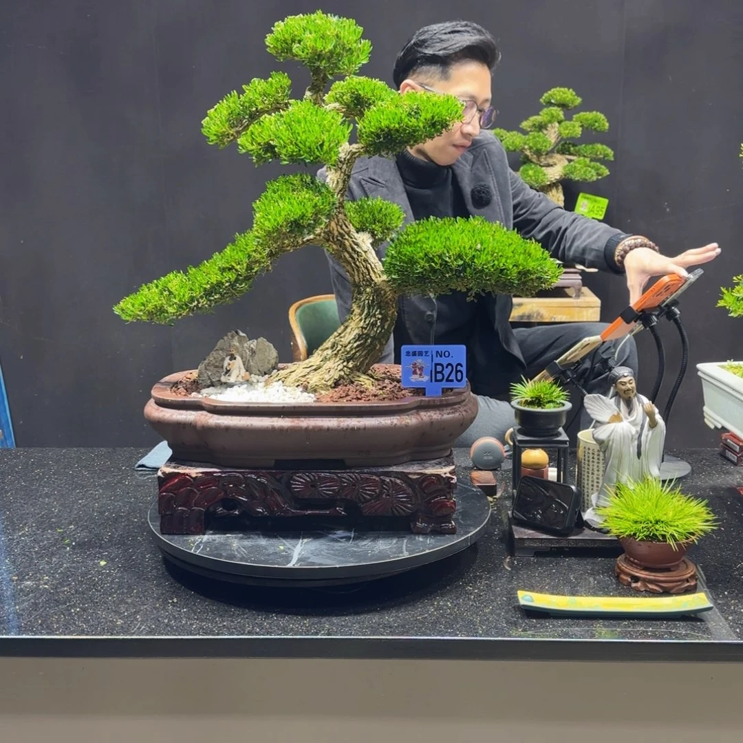 无花朵黄杨室内室外盆景艺术