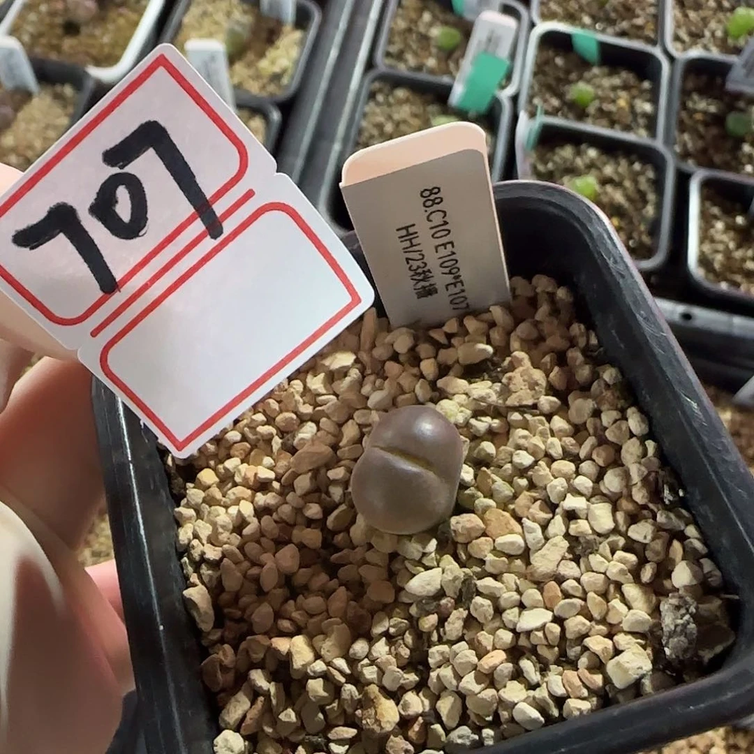 惠***森多多肉多肉肉多肉多7-707