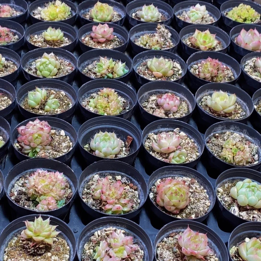 862多肉植物保护研究所两个