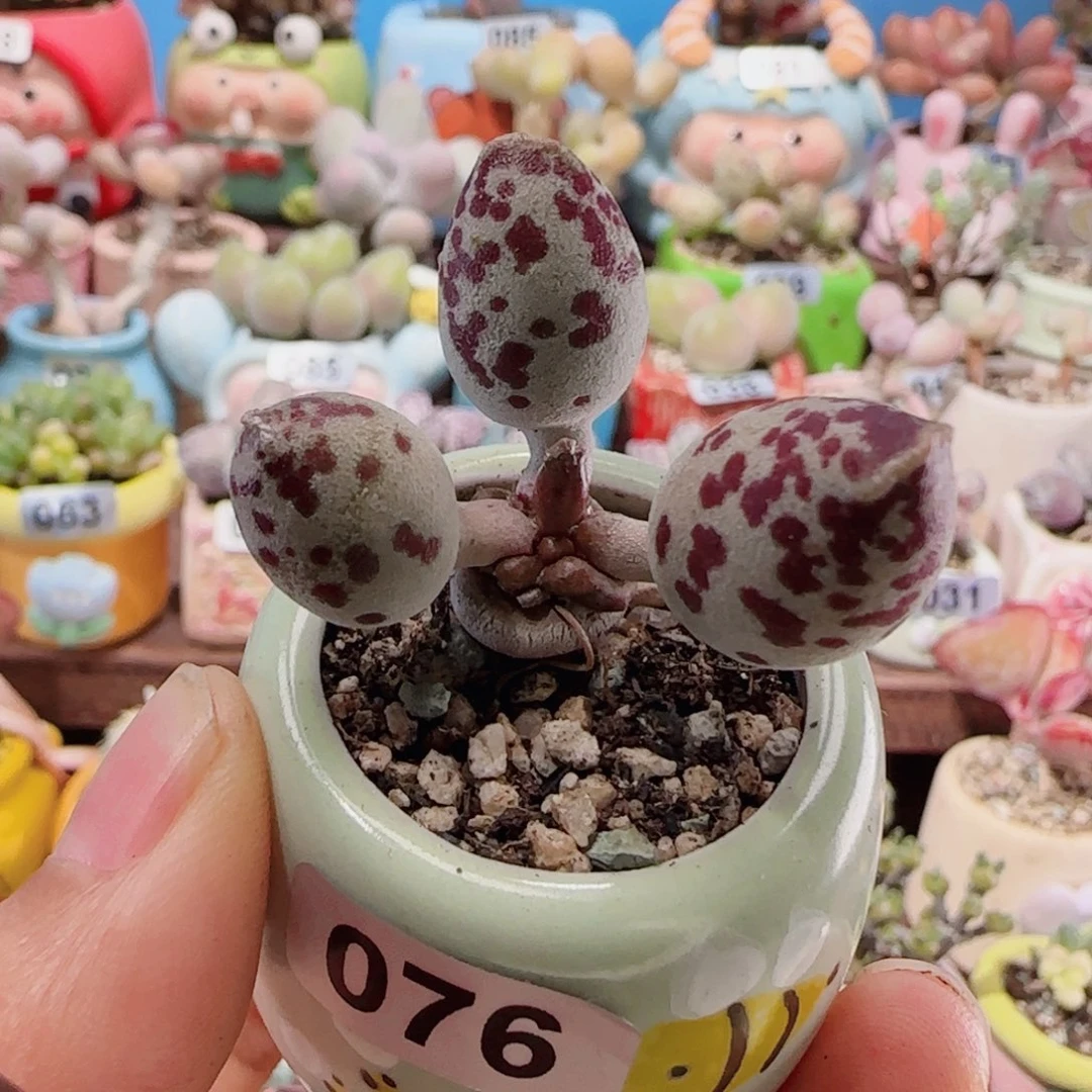 T可爱花豹豹盆口2.5cm