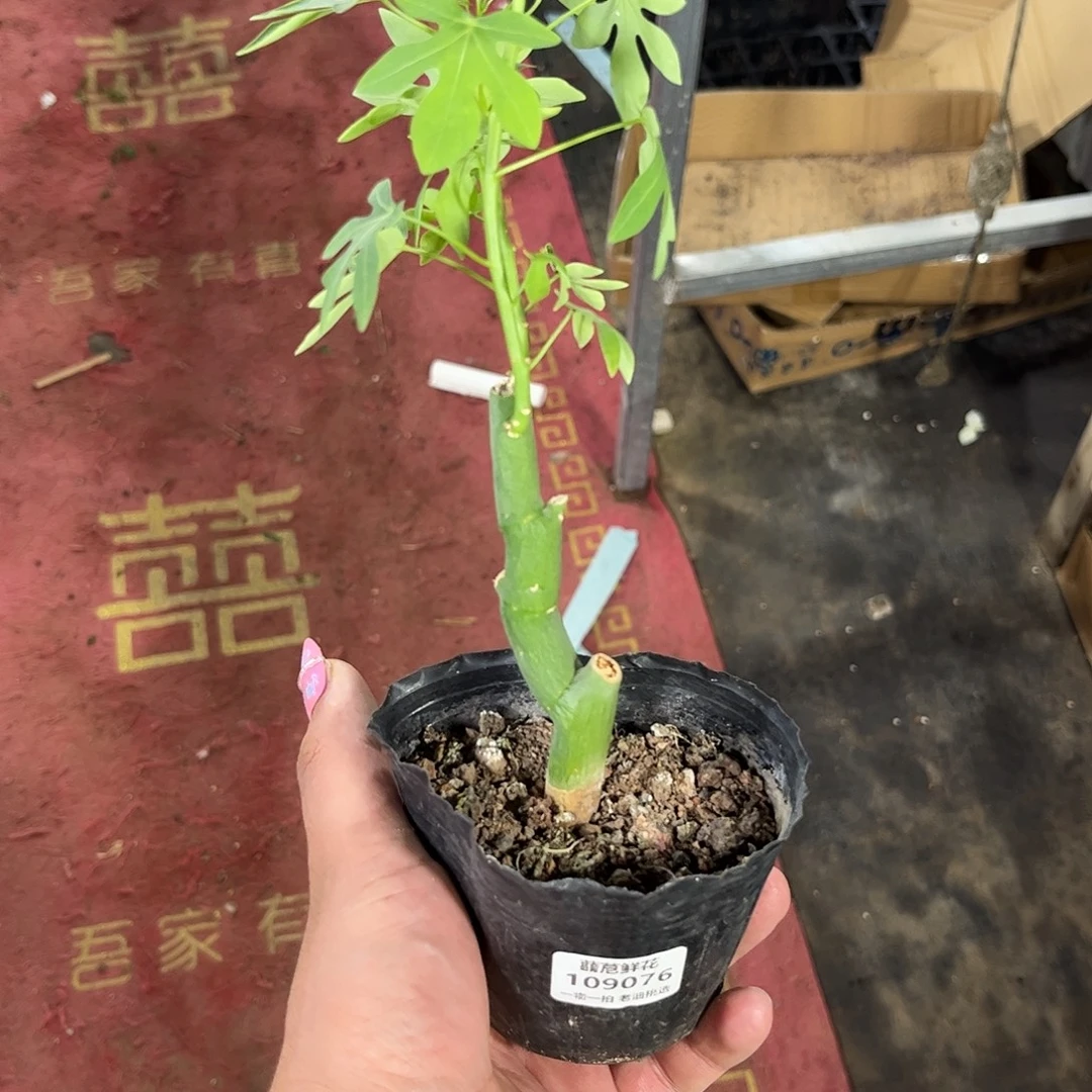 爆***️109076一物一拍单头发货