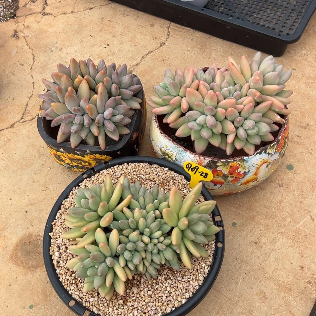 ?**虫07-09-28三颗美肉多肉植物