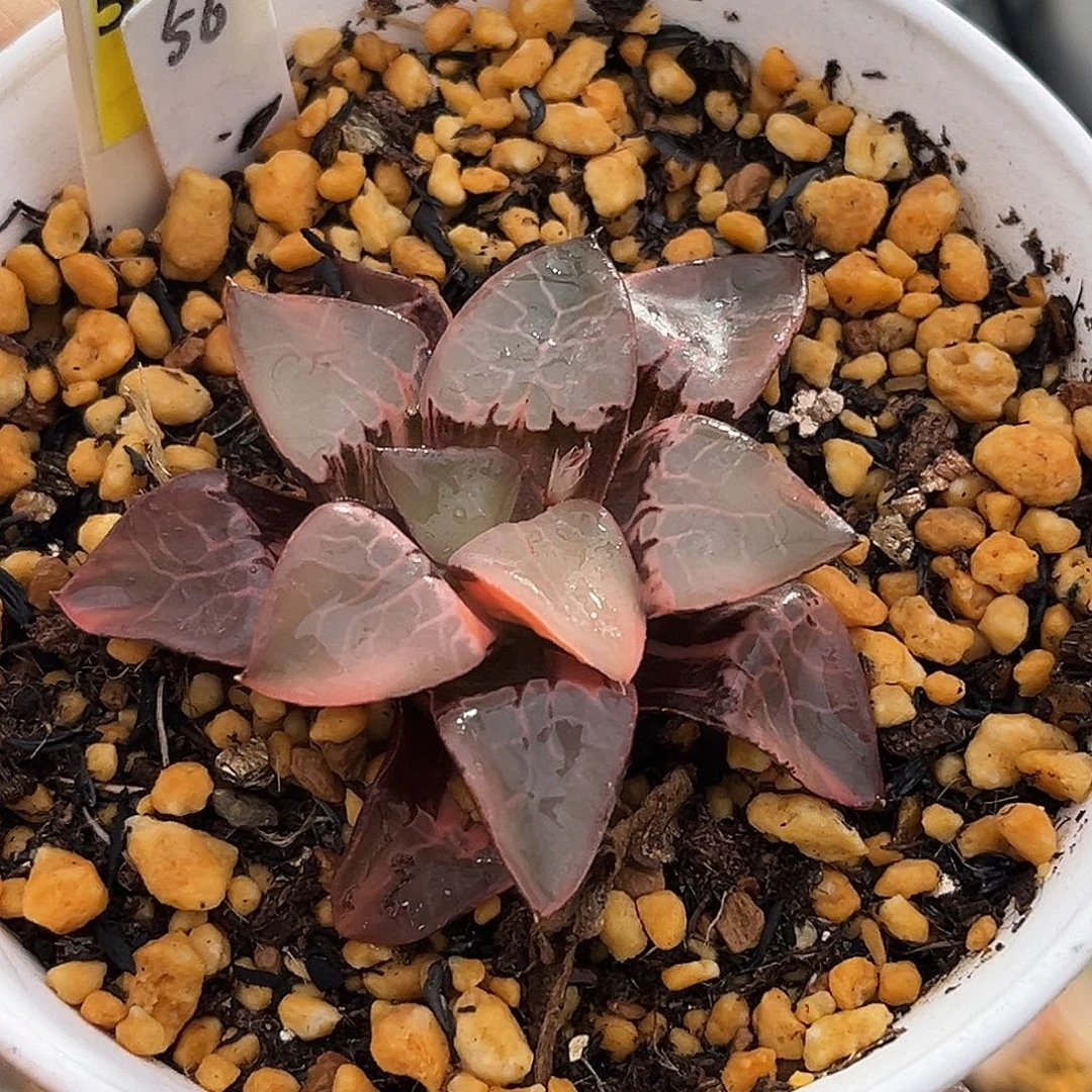 56火凤凰克锦福利