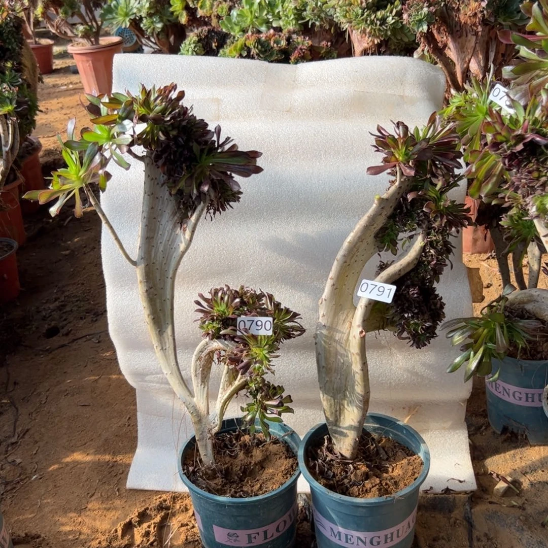 有伤黑缀两颗790.791高度43