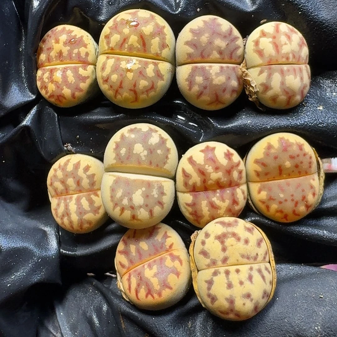 生石花1111112。 167