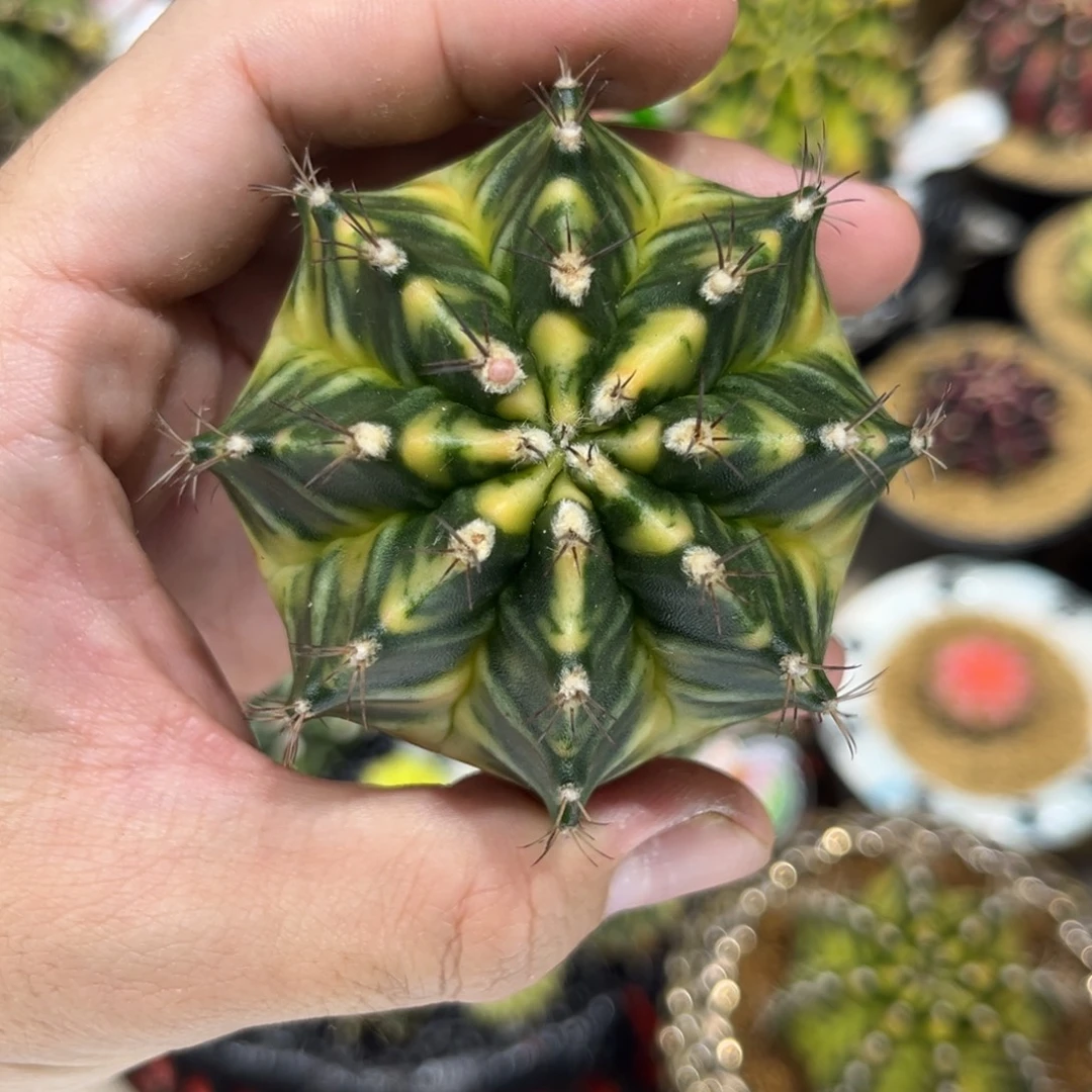 实生根全品臀锦———-