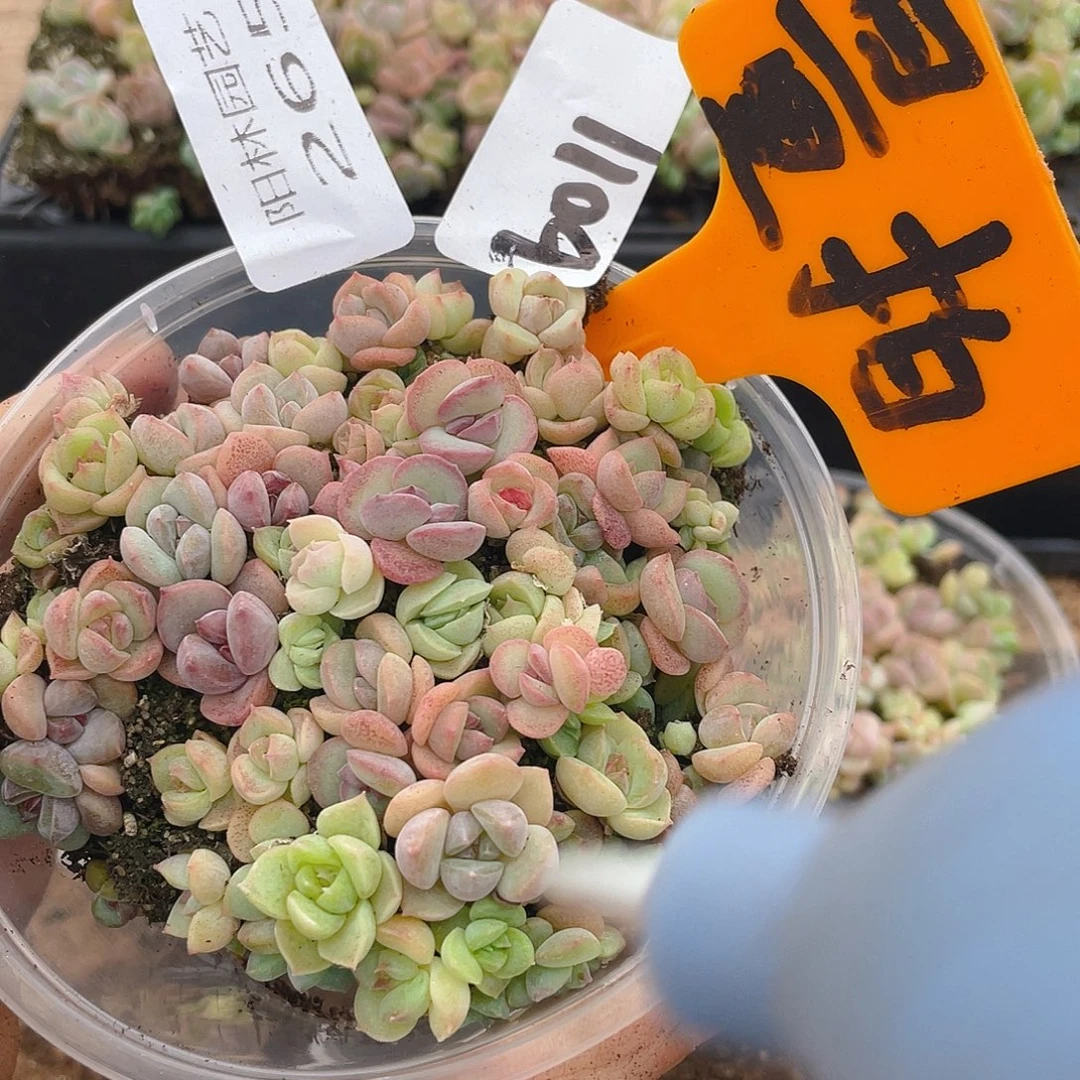 量拍多肉植物多肉植物265