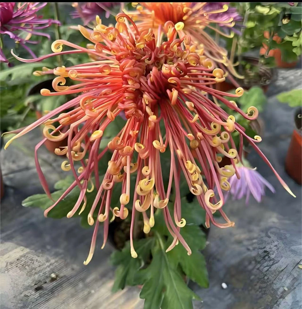 【盘龙凤舞】大花富贵菊九月大菊盆栽室内外