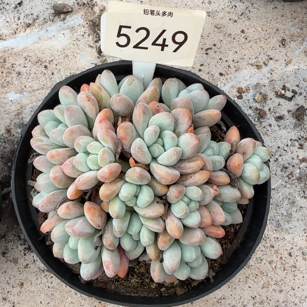 5249。      香水小