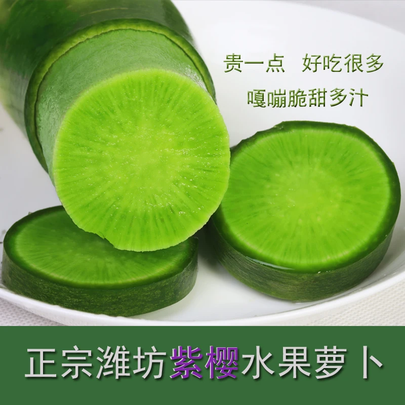 潍坊紫樱水果萝卜生吃新鲜正宗山东潍县青萝卜寿光产地现拔现发