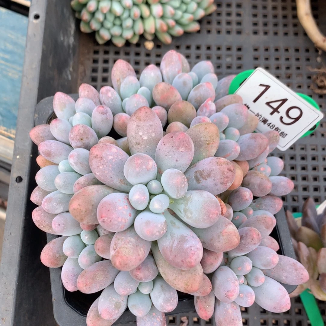 大叶汤圆无砍老桩捧花149