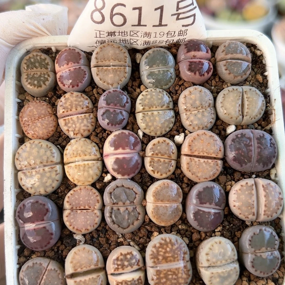 8611三年彩饼干30颗1-1.5cm