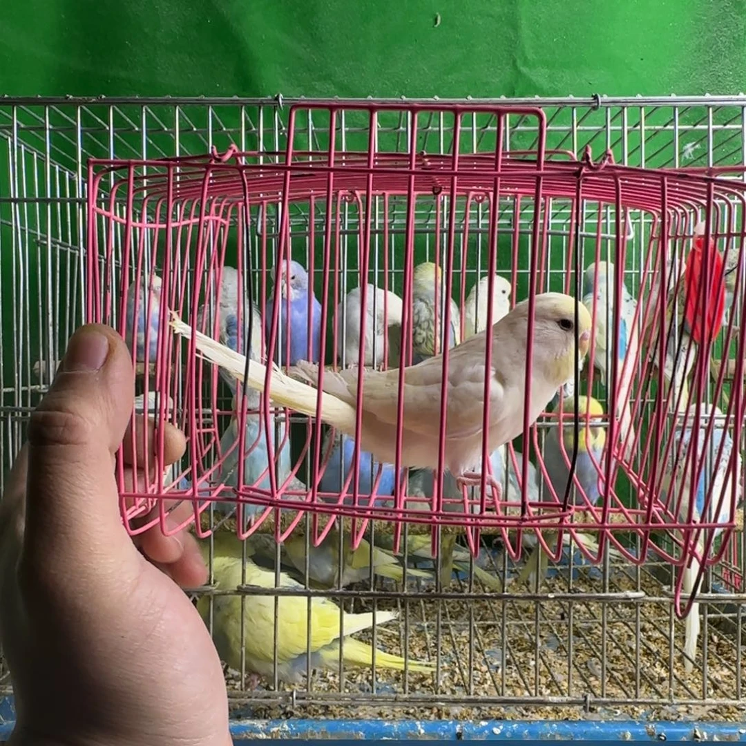 虎皮鹦鹉大头鹦鹉
