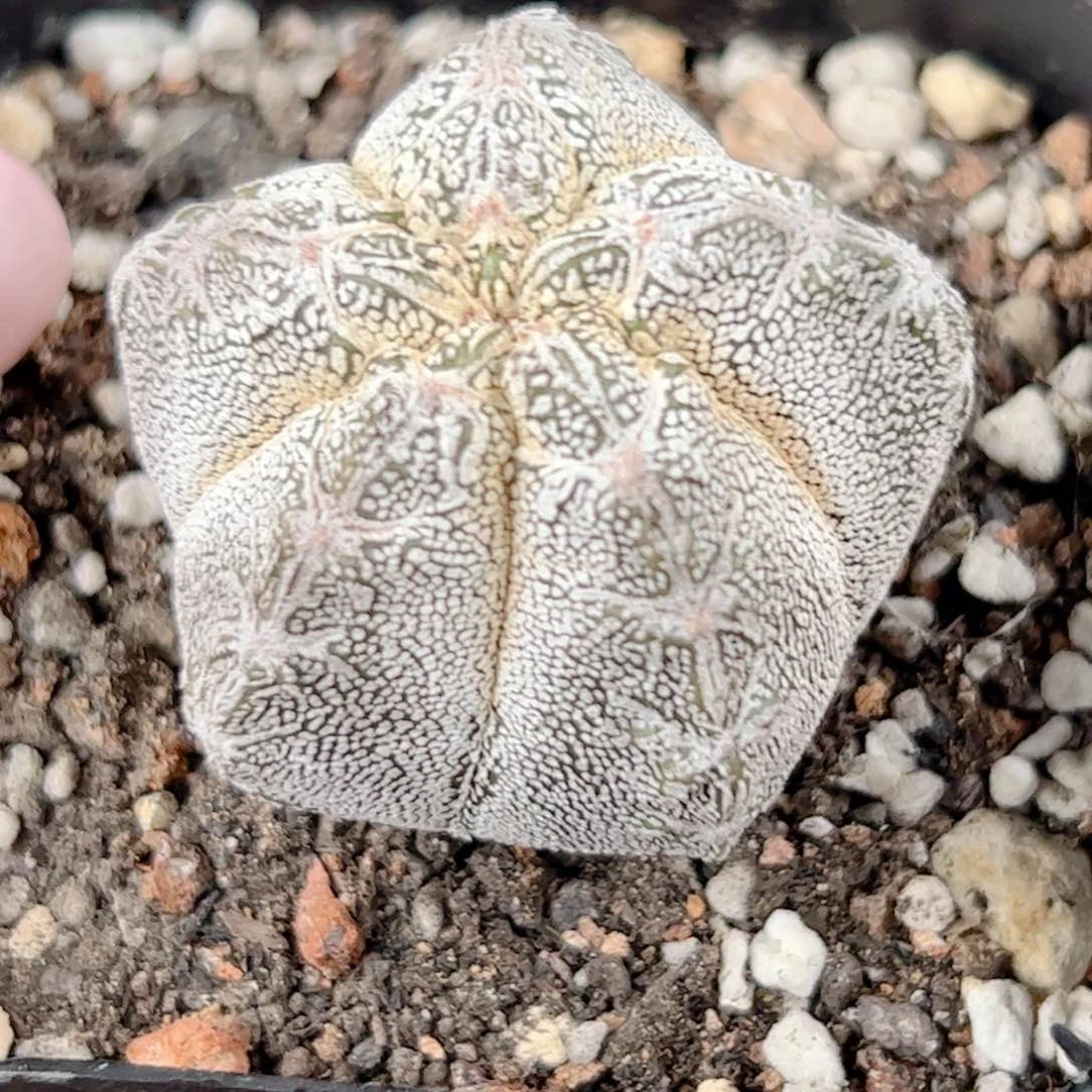 实生 龟甲鸾凤玉