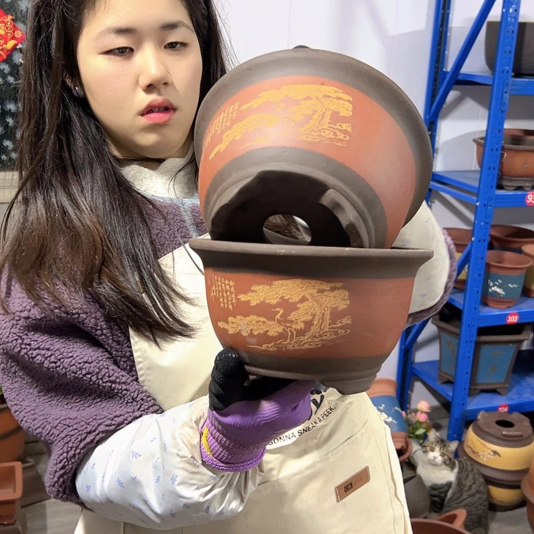 17+17红色松鹤三角金钟花盆