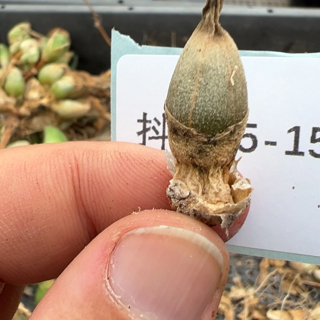 25-152肉锥多肉植物