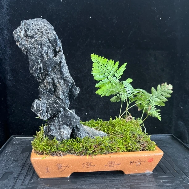 锷｜英德苏兵紫砂方盆