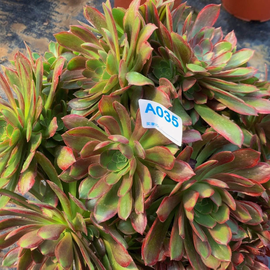 【闪购商品】35娜迦多肉