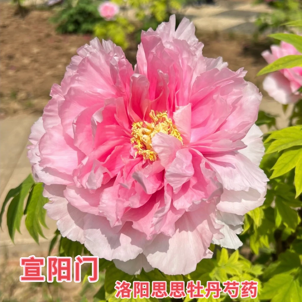 洛阳牡丹【宣阳门】粉色系牡丹基地直发