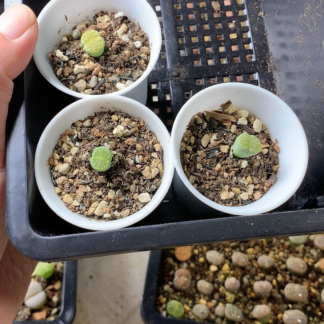 草****?G502多肉植物保护研究所