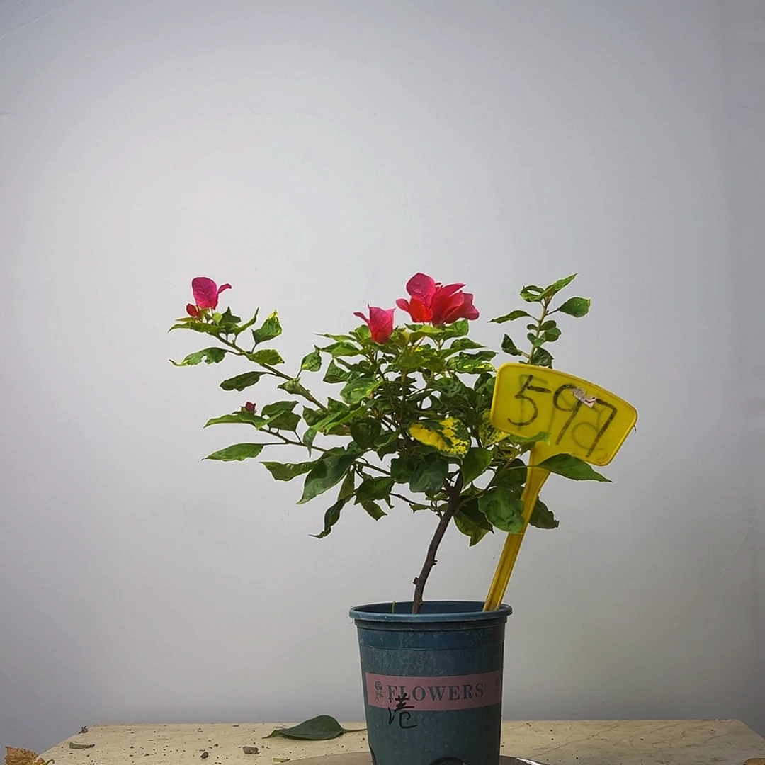当前无花栽培后可以开花香港丽人 597