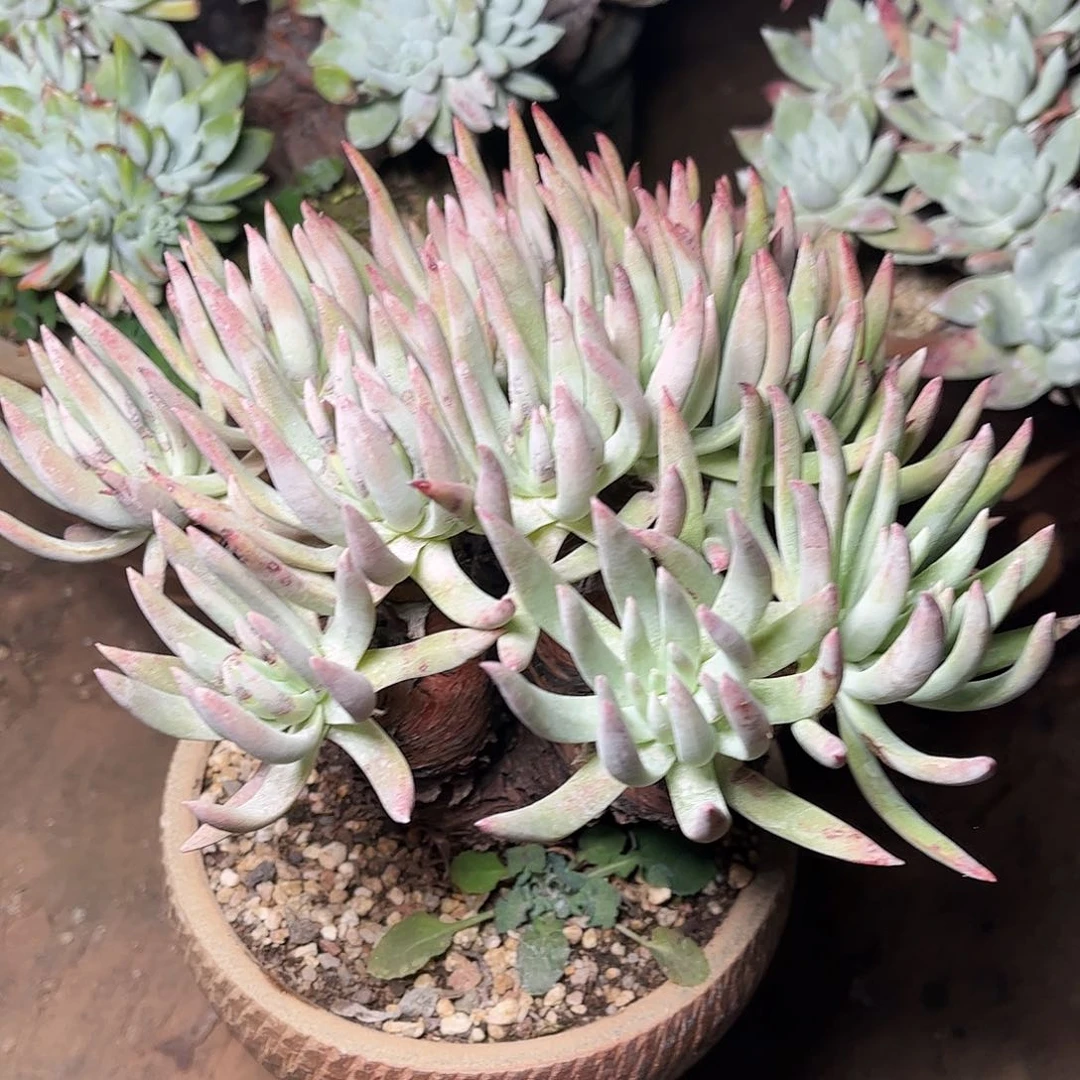 2599爱瑞思仙女杯多肉