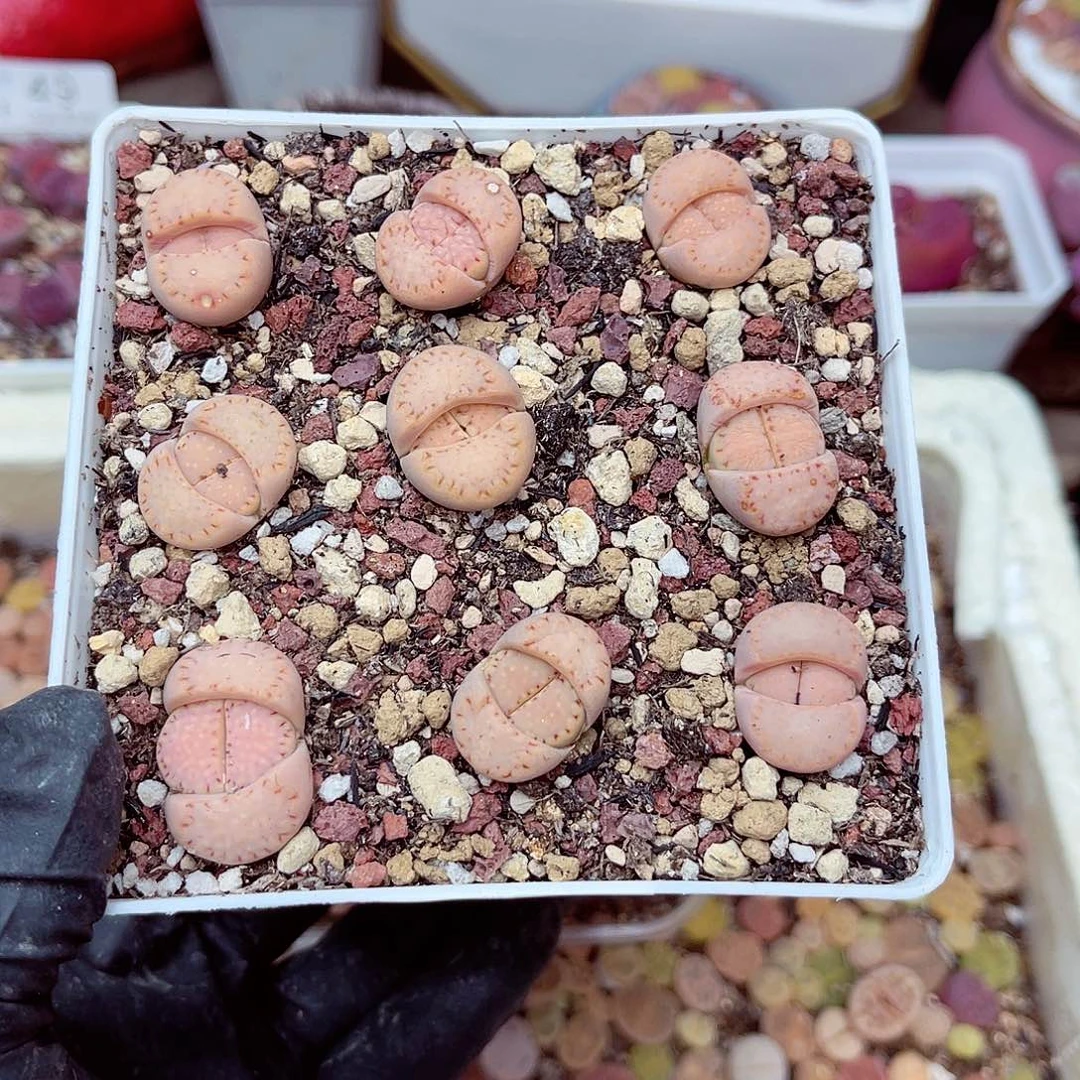 生石花满18包邮21-146