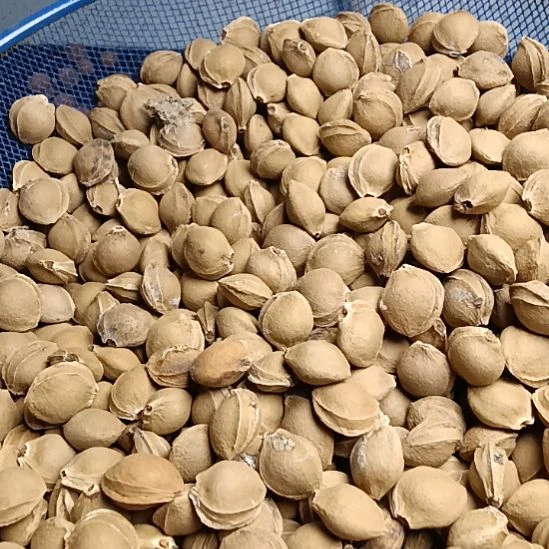 纸***华吊坠桃核杏核3斤35元，4斤桃核枕头一个25元