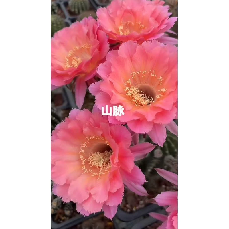 自根山脉彩草,尺寸以直播间为准,环境不同开花不同介意勿拍