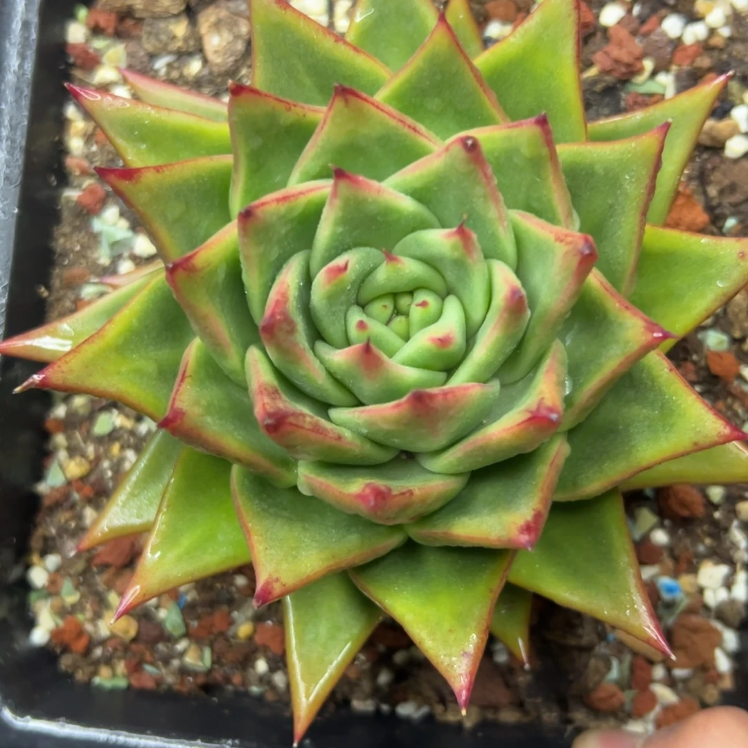 多肉植物一物一拍（32号）