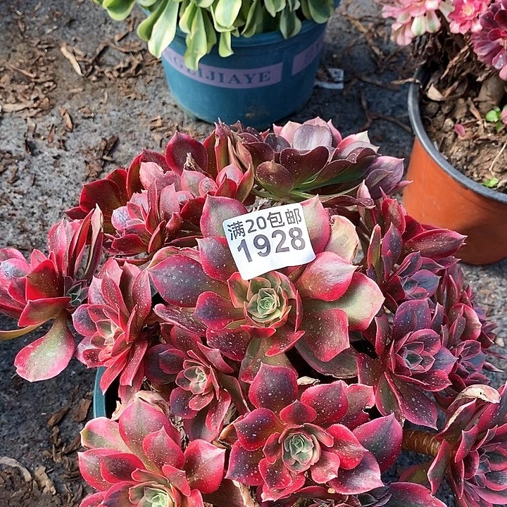 1928 一颗粉女妖发丝