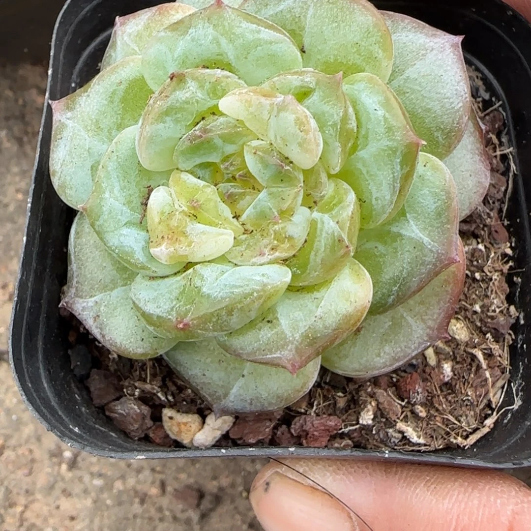 小卡拉米糖心一物一拍12-53