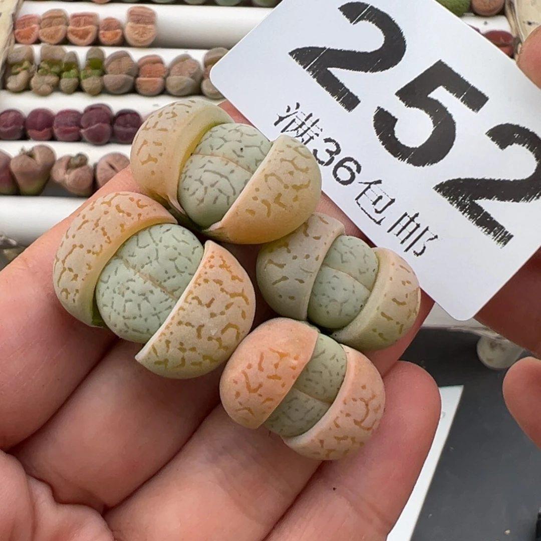 3.7好看的多肉脱土发货252