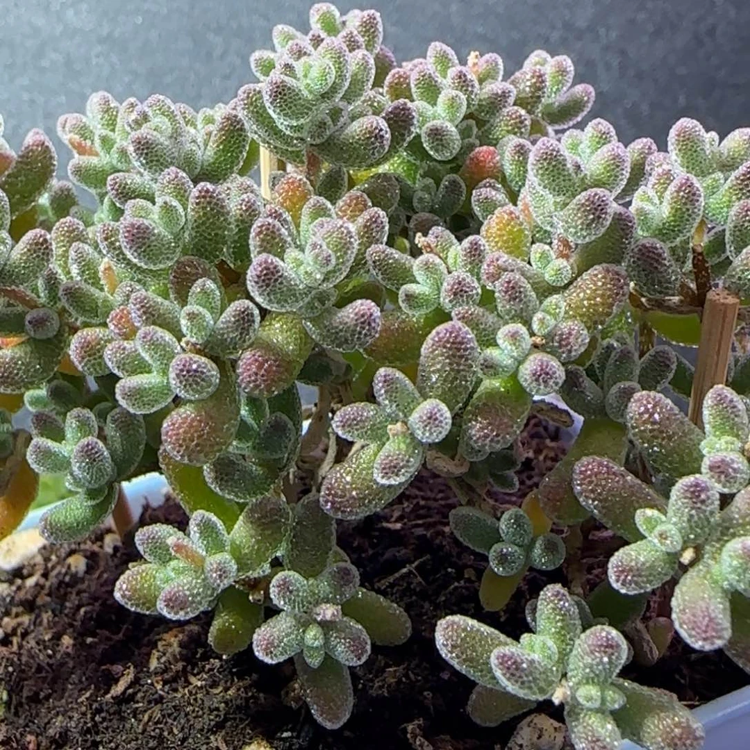 dy1087冰晶白月光