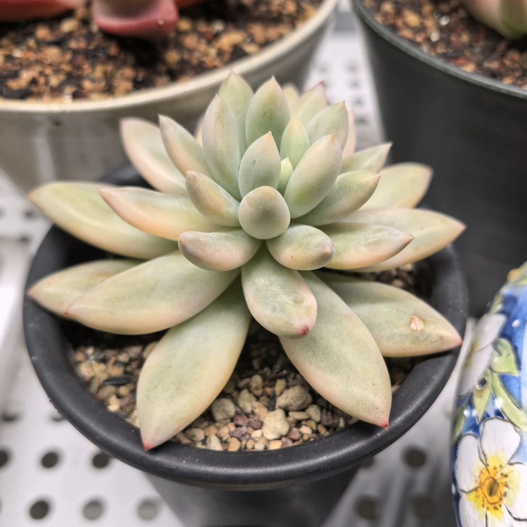 多肉植物一物一拍，所罗门锦！